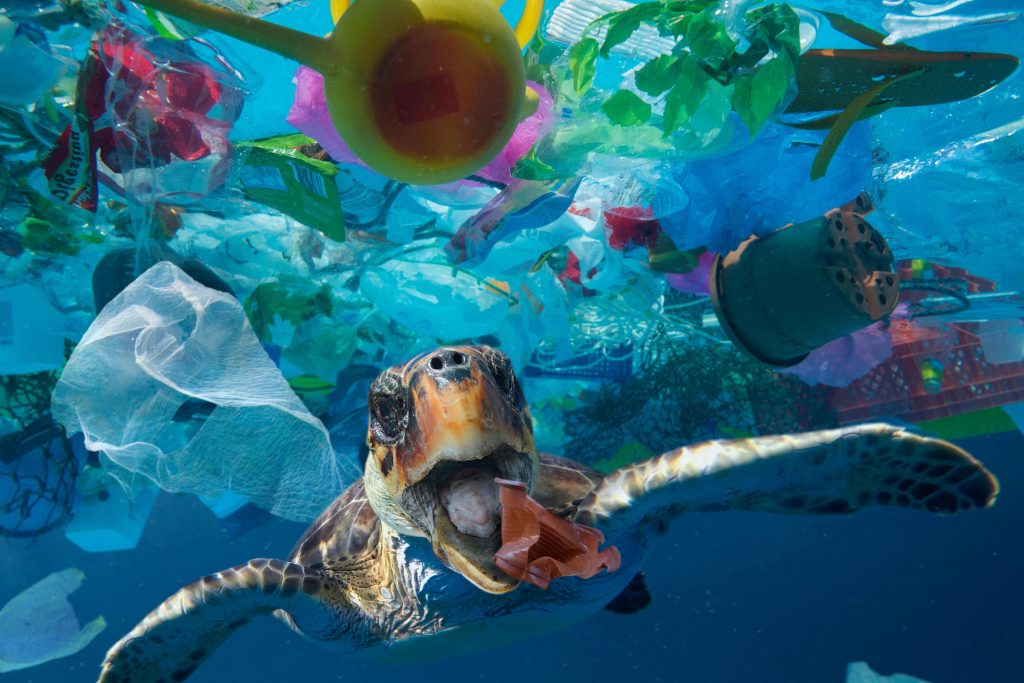 Wildlife is harmed by plastic pollution